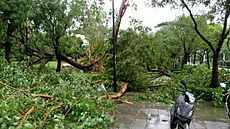 Archivo:高雄市公園內的樹枝在莫蘭蒂侵襲時折斷，樹木連根拔起