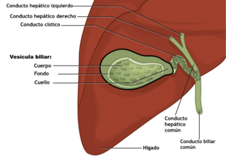 2425 Gallbladder-es.png