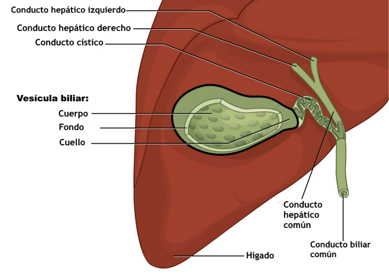 2425 Gallbladder-es