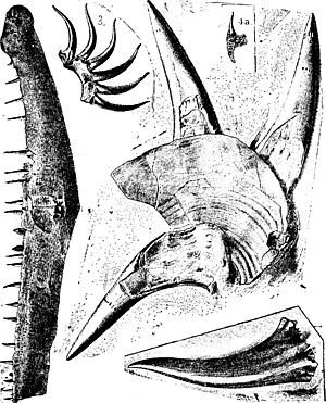 Archivo:A dictionary of the fossils of Pennsylvania and neighboring states named in the reports and catalogues of the survey (1889) (20813701811)