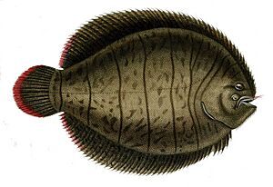 Archivo:Achirus lineatus Orbigny