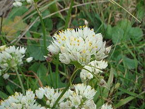 Archivo:Allium subvillosum 1