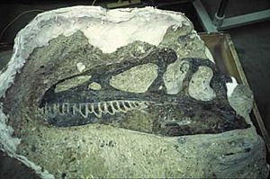 Archivo:Allosaurus-fossilized skull