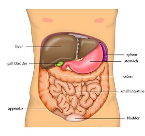 Archivo:Anatomy Abdomen Tiesworks