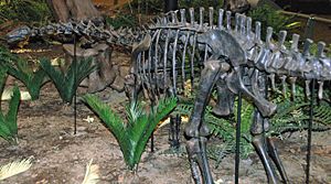 Archivo:Apatosaurus louisae juvenile sauropod dinosaur (Morrison Formation, Upper Jurassic; Sheep Creek, Albany County, southeastern Wyoming, USA)