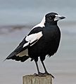 Australian Magpie 1, jjron, 5.07 highlight