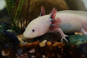 Archivo:Axolotl ambystoma mexicanum anfibio ASAG