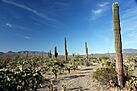 Baja California Sur 2008.jpg