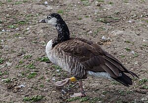 Archivo:Barnacla canadiense (Branta canadensis) en el Palacio de Nymphenburg, Múnich, Alemania, 2013-05-10, DD 01
