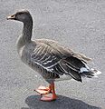 Bean.goose.600pix