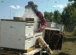 Archivo:Beekeeper