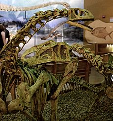 Archivo:Bellusaurus and Monolophosaurus