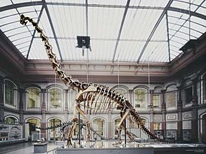 Archivo:Berlin Naturkundemuseum Brachiosaurus henningsphoto de