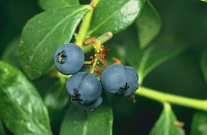 Archivo:Blueberries