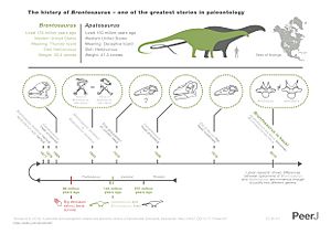 Archivo:Brontosaurus infographic