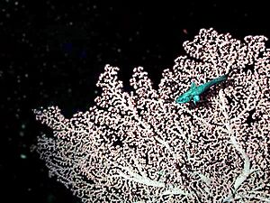 Archivo:Bubblegum coral on davidson