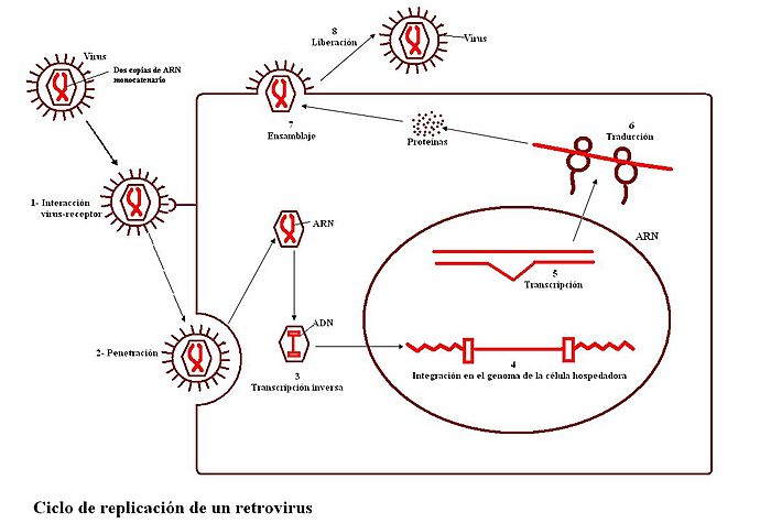 Archivo:Ciclo de replicación de un retrovirus