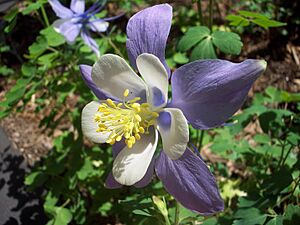 Archivo:Columbine flower