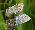 Common Blues mating Polyommatus icarus (25707232438)