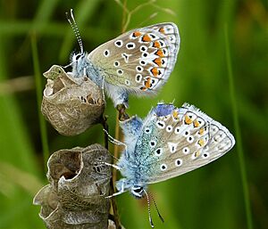 Archivo:Common Blues mating Polyommatus icarus (25707232438)
