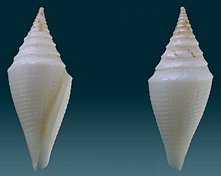 Conus beatrix 2013 000.jpg