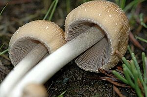 Archivo:Coprinellus.micaceus2.-.lindsey