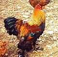 Coq brahma