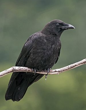 Archivo:Corvus caurinus (profile)