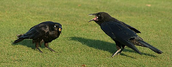 Archivo:Corvus mellori feeding