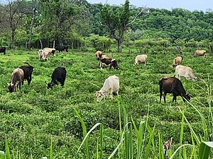Archivo:Cow patch 20230605 140614