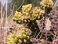 Cylindropuntia whipplei frs 2005-10-12