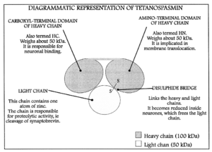 Archivo:Diagram of structure of tetanospasmin