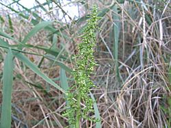 Dysphania multifida flores.JPG