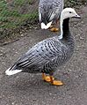 Emperor.goose.arp.750pix