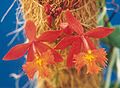 Epidendrum radicans