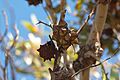 Eucalyptus-20070325-013