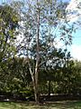 Eucalyptus megacarpa