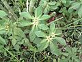 Euphorbia1