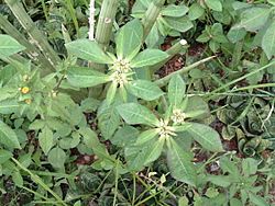 Archivo:Euphorbia1
