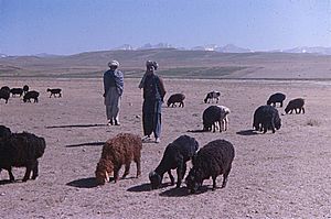 Archivo:Fat tailed sheep, Afghanistan, 1976