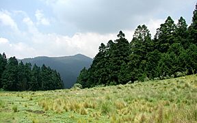 Field-pines-mountain