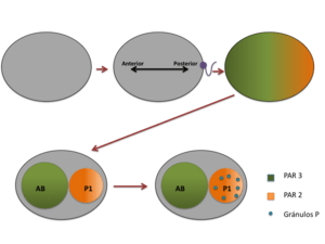 Archivo:Fig. 3.. Mecanismo de polarización celular de C .elegans.