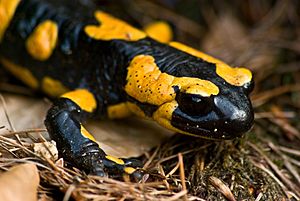 Archivo:Fire salamander March 2008b