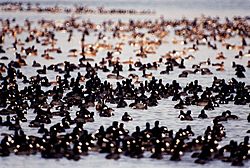 Archivo:Gathering of Coots KSC00pp0238