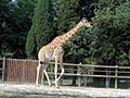 Giraffa camelopardalis peralta 2