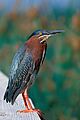 Green Heron at Dunes Golf Course, Sanibel