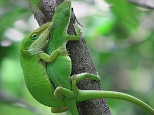 Archivo:Green anoles mating