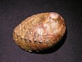 Haliotis fatui 001
