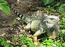 Archivo:Iguana iguana colombia3