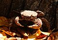 Ile Curieuse - Crabe (1)